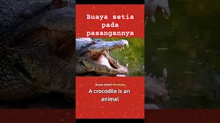 buaya setia pada pasangannya #shortvideo #shorts #buaya