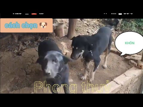 cách chọn chó khôn,phong thủy Theo quan niệm dân gian.Hắc cẩu tứ mục ...
