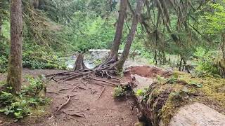 Hoh temperate rainforest at Olympic National Park.  A lush and primeval forest