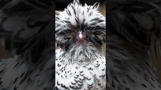 Download Lagu Denk twee keer na voordat je DIT kippenras aanschaft #chickenlandia #achtertuinkippen #kippenhouden MP3