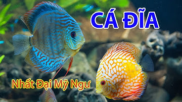 Cá Dĩa - Nhất Đại Mỹ Ngư (có thuyết minh)