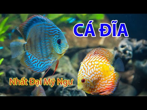 Video Cá Dĩa - Nhất Đại Mỹ Ngư (có thuyết minh) - youtube