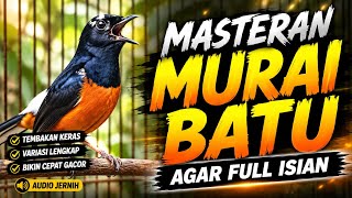 Masteran KOMBINASI untuk Murai batu agar Full Isian Tembakan Materi Mewah Untuk Burung Lomba