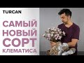 Интерьерная раскидистая композиция | Совершенно новый сорт клематиса от Marginpar | Дмитрий Туркан