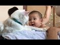 とても優しい甘噛み 猫ちゃんと赤ちゃんはお友達