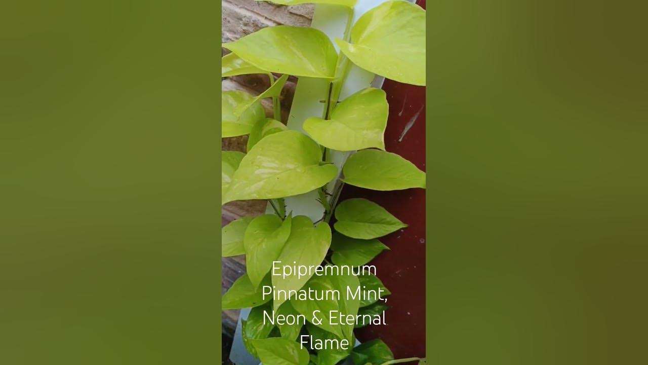 epipremnum eternal flame