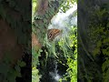 The Giant Owl Butterfly of Mainau Island