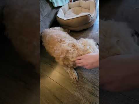 Day in the life of Lucky dog - Part 1