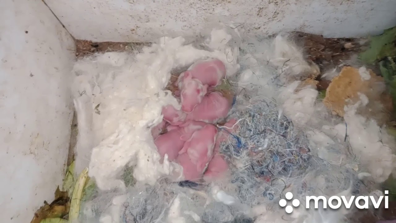 Tavşanlarn ilk 17 günü tavşan nasıl yuva hazırlar tüylerini neden yolar tavşanlarn büyüme aşamaları