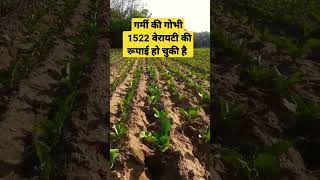 1522 varieties of summer cabbage have been cultivated #gobhi _ki _kheti