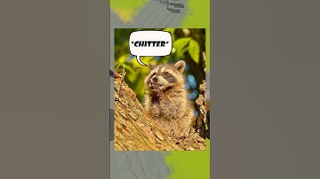 Very professional, very demure... #indiegamedev #gamedev #gamedevblog #chaos #raccoon #funny #tips