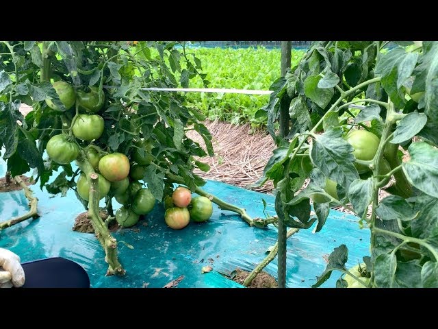 トマト 完熟収穫 台風から実を守る対策 19 7 27 Youtube トマト 完熟収穫 台風から実を守る対策 19 7 27 Youtube
