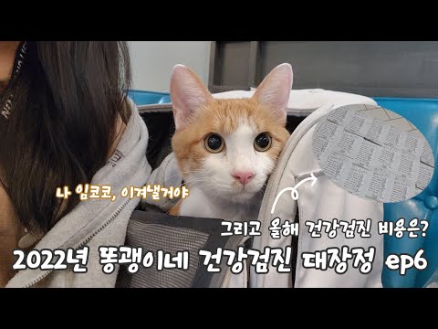 코코의 <strong>악성</strong> 림프종 <strong>진단</strong>, 그리고 올해 비용은?