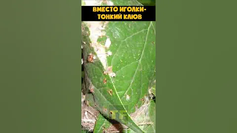 Птица-портниха умеет шить гнезда