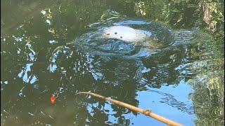 Câu Cá Rô Đồng Chạm Mặt Cá Khủng || Big fish in a small channel