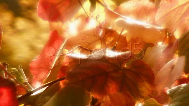 Autumn Leaves. Stock Footage