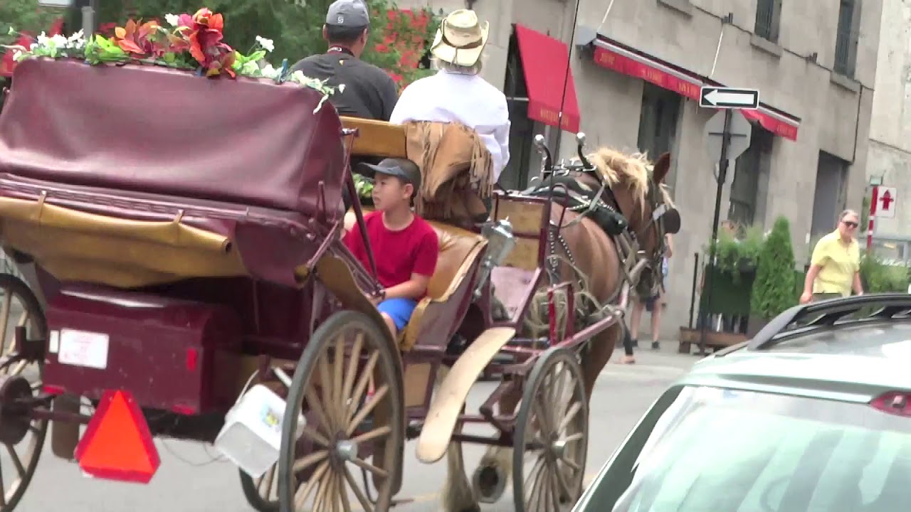 Beautiful Quebec City Horse Ride YouTube