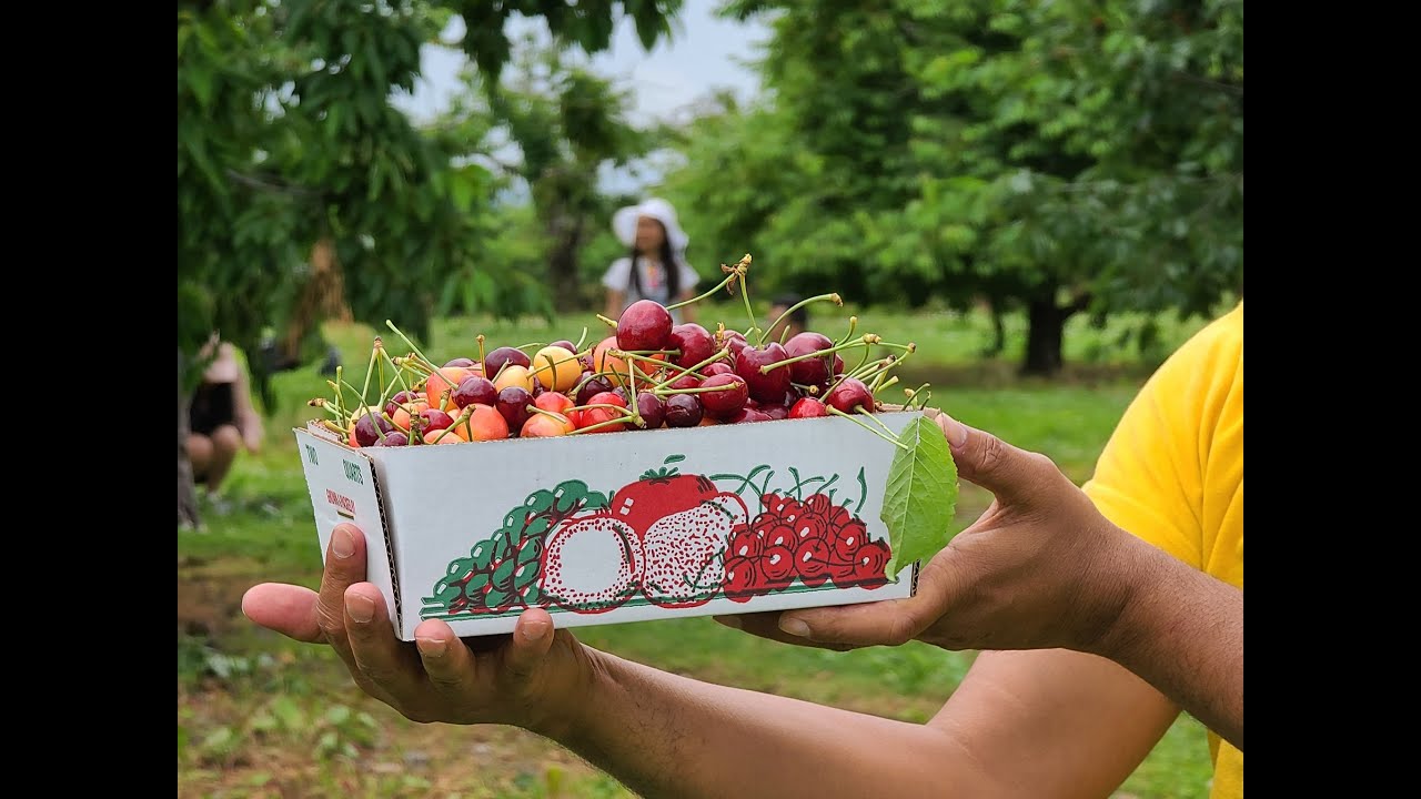 Cherry 🍒 picking at pa YouTube