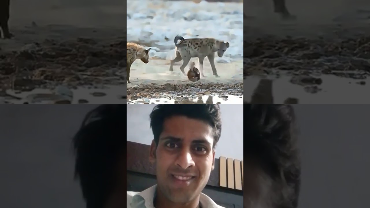 Honny badger Vs other animals 