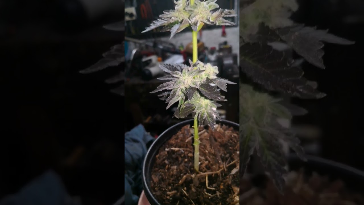 Small Strawberry Kush 🍓 🤤 