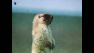 видео: Коргалжын (Қорғалжын), Коргалжынский заповедник, 1985 год картинка: Коргалжын (Қорғалжын), Коргалжынский заповедник, 1985 год