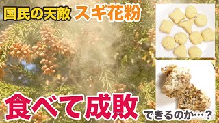 I tried eating cedar pollen to cure my hay fever