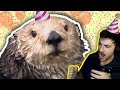 I threw a terrible birthday party for a sea otter