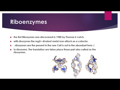 Riboenzyme | types of riboenzymes in Hindi