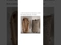 A 4,000-Year-Old Sumerian Clay Tablet Served As A Child'S