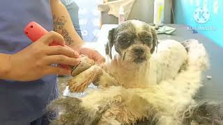 Severely Matted dog Grooming