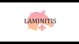 What is Laminitis  》 Ask a Veterinarian
