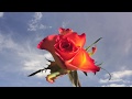 Rose flower opening with clouds moving time lapse