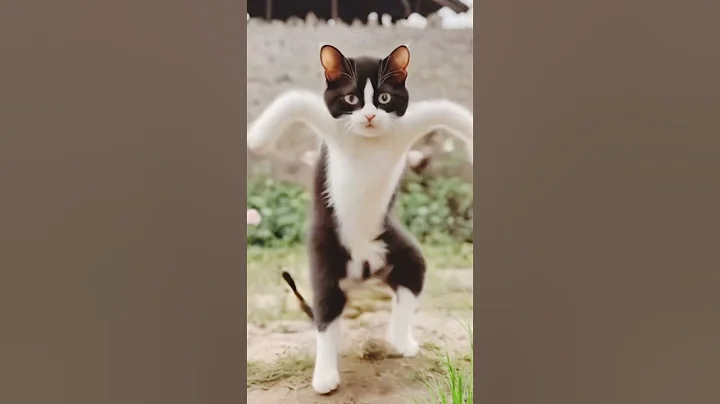 Beautiful Cat 🐈 dancing video #aicat #cutecat #catvideos #cat #catlover #catshorts #animation #cats