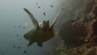 Turtle Gets Tired of Hitchhiker || ViralHog