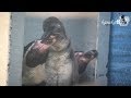 新江ノ島水族館 フンボルトペンギンの赤ちゃん の動画、YouTube動画。