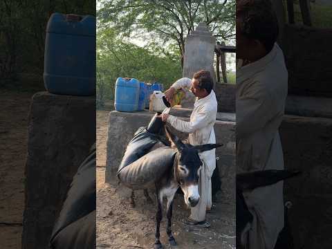 في الصحراء يملأ الفقراء الماء في الق ر ب فوق الج مال ل ي طف ئوا ظمأهم