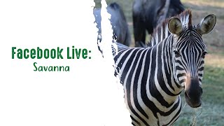 Facebook Live: Savanna