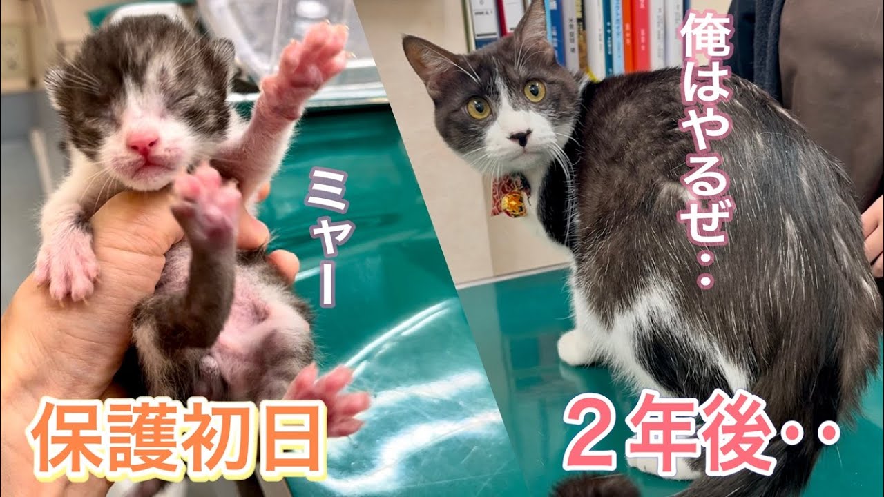 あの頃の子猫ちゅうたも、激怒りちゅうたも全部可愛い…！【元保護猫のちゅうた】