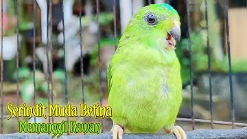 Serindit Muda Betina Memanggil Kawan || Serindit lain Pasti Nyaut mendengar Serindit ini