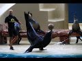 MSC Splendida 31.10.15 #LORO PARQUE. SHOW LEONI MARINI. 2015 HD