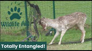 A Dangerous Deer Rescue - Disentangling A Large Male Deer