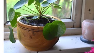 Woodturning a Bigger FlowerPot