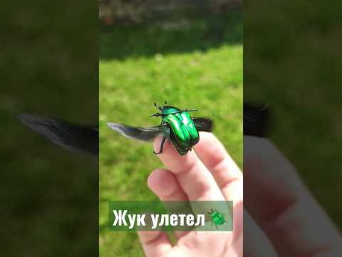 Video: Bronzovka hrošč - leteči čudež