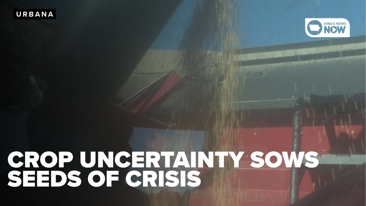 Soybean crop uncertainty sows the seeds of looming crisis - YouTube