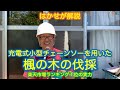 はかせが解説「充電式小型チェーンソーを用いた楓の木の伐採」楽天市場ランキング１位の実力