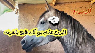 ديناري انمغص ( والحمدلله عدة سلامات ) جروح بسيطه😪😩🐎