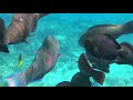 Tia Heights Makadi Bay 5* куча рыб, под водой