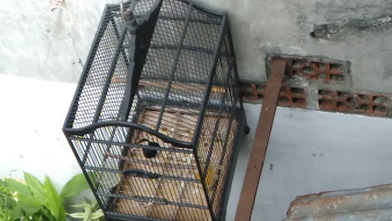 Jalak suren jawa paud 