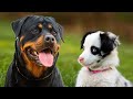 Som de Cachorro e Cachorrinhos Latindo - Fatos Curiosos Sobre Cães