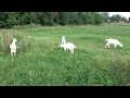 Русская деревня (Russian village). Наша коза Даша с козлятами (our goat Dasha with her kids).